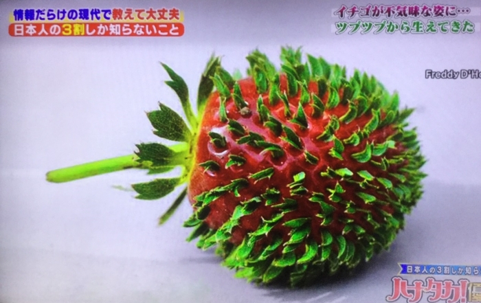 長大後的草莓