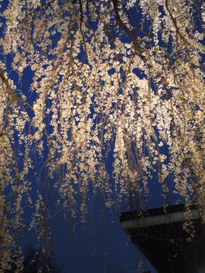 西新宿常圓寺夜櫻