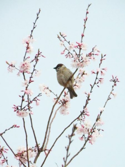 澀谷本町櫻花公園
