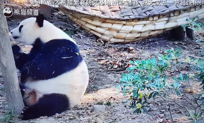 熊貓頻道