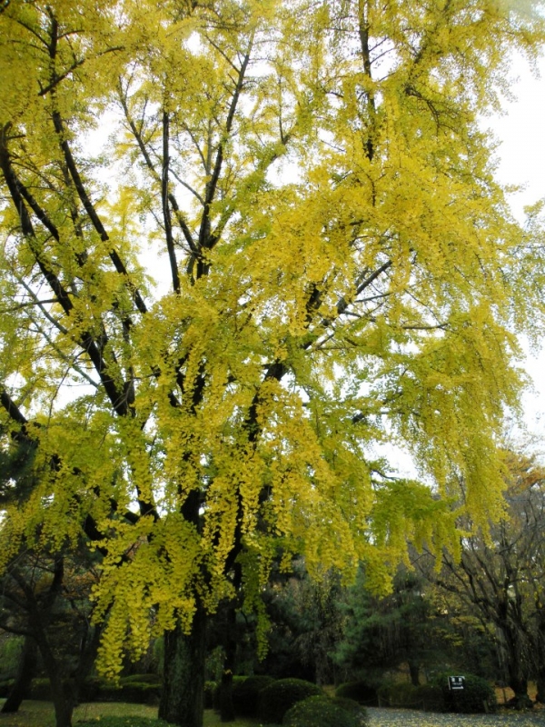 京都二条城