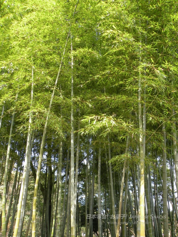 岡山 - 後樂園