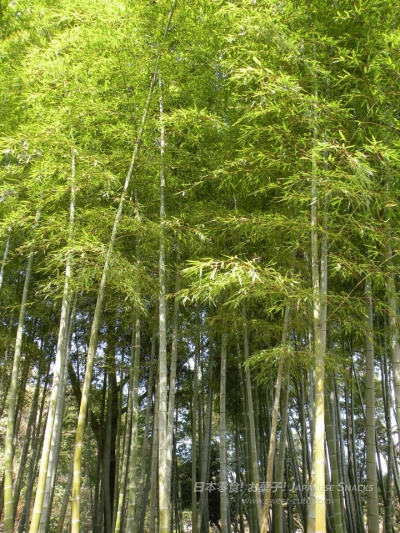 岡山 - 後樂園