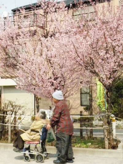 澀谷本町櫻花公園