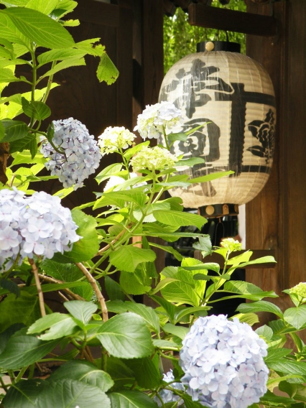 西新宿常圓寺的紫陽花