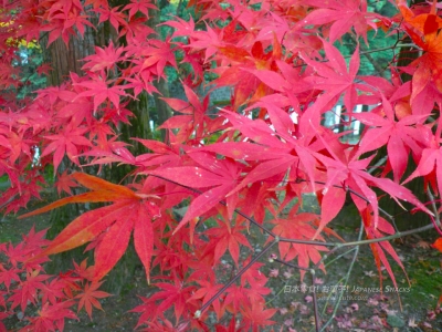 日光楓紅