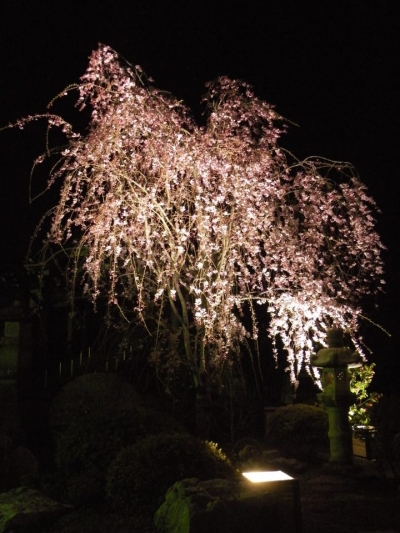 新宿中井最勝寺夜櫻