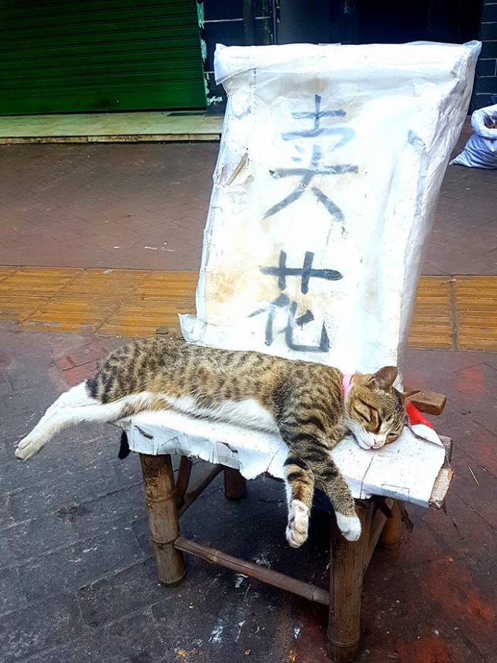 賣花的貓咪
