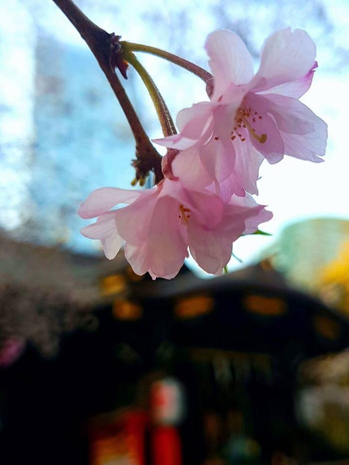 熊野神社 - 賞櫻