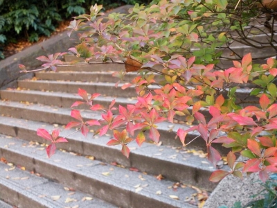 秋意盎然的新宿中央公園