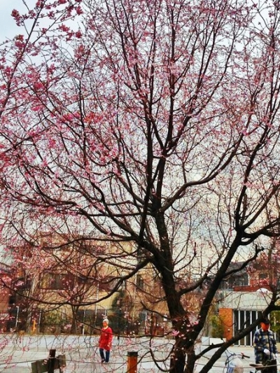澀谷本町櫻花公園