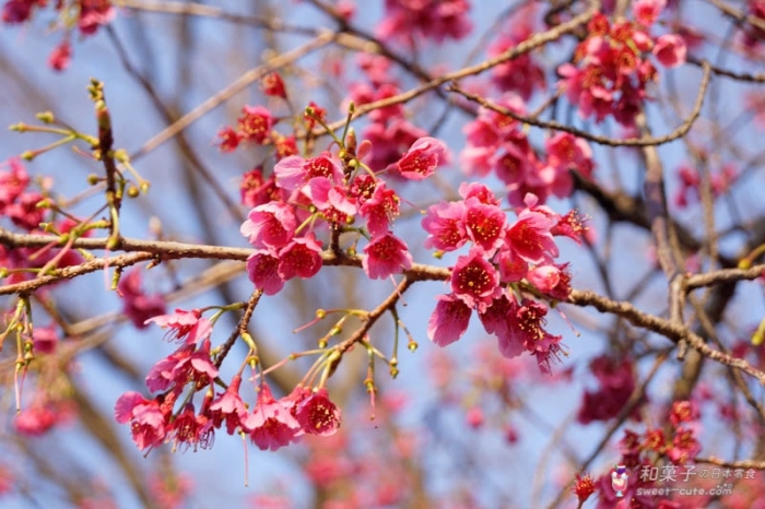 東京 - 上野公園櫻花