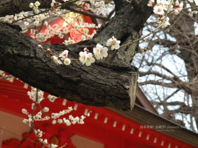 新宿花園神社的梅花