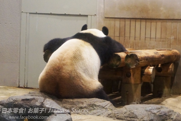 上野動物園的熊貓