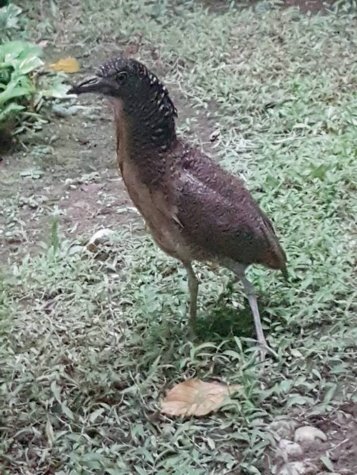 花園的鳥