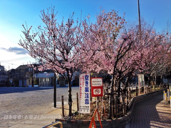 澀谷本町櫻花公園