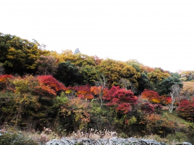 嵯峨野小火車