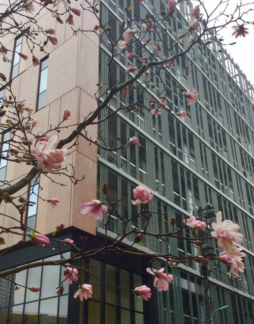 東京 - 銀座木蘭花