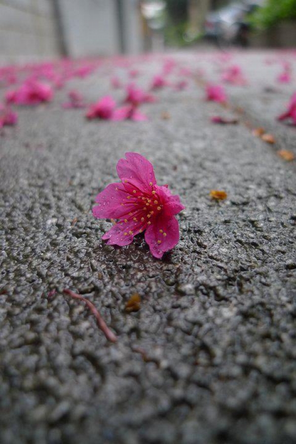 和菓子家的櫻花