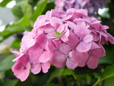 青蟲與紫陽花