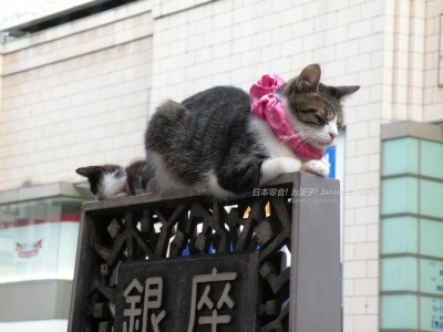 銀座的可愛貓咪